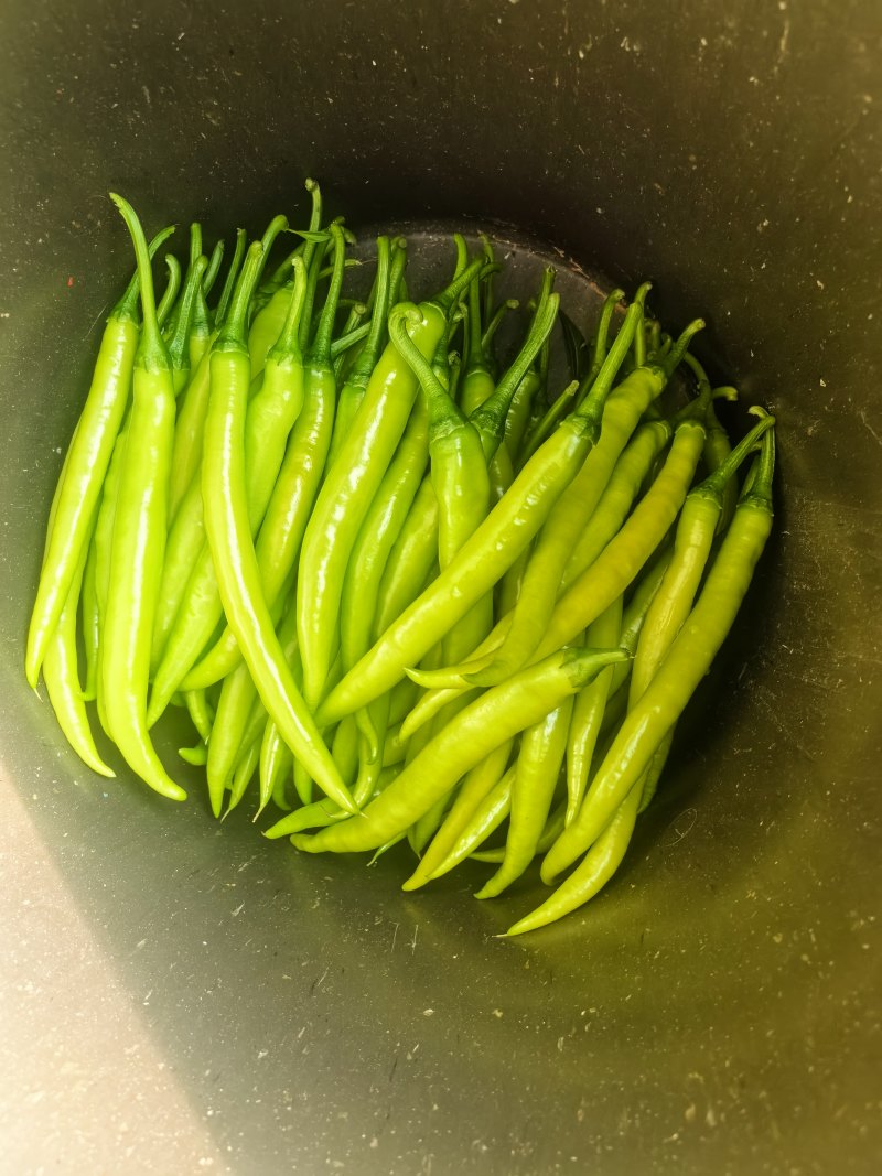 辽宁绥中县杭椒新鲜直发