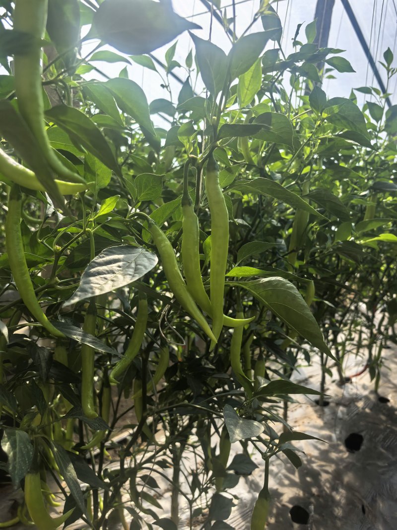 辽宁绥中县杭椒新鲜直发