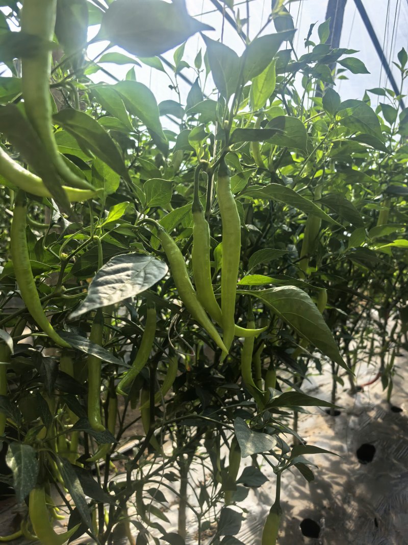 辽宁绥中县杭椒新鲜直发