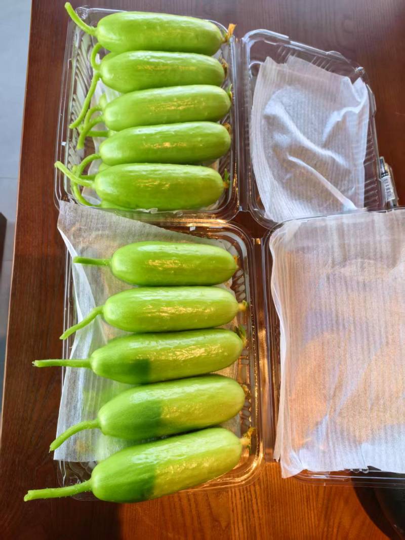香小白水果黄瓜奶油黄瓜大量上市对接大行商超