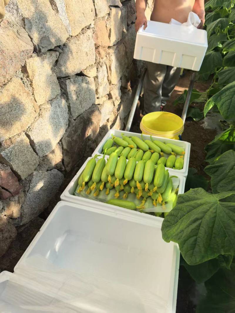 香小白水果黄瓜奶油黄瓜大量上市对接大行商超
