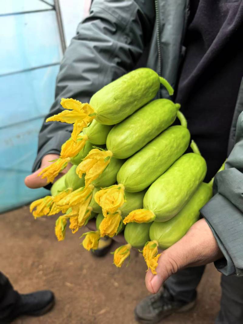香小白水果黄瓜奶油黄瓜大量上市对接大行商超