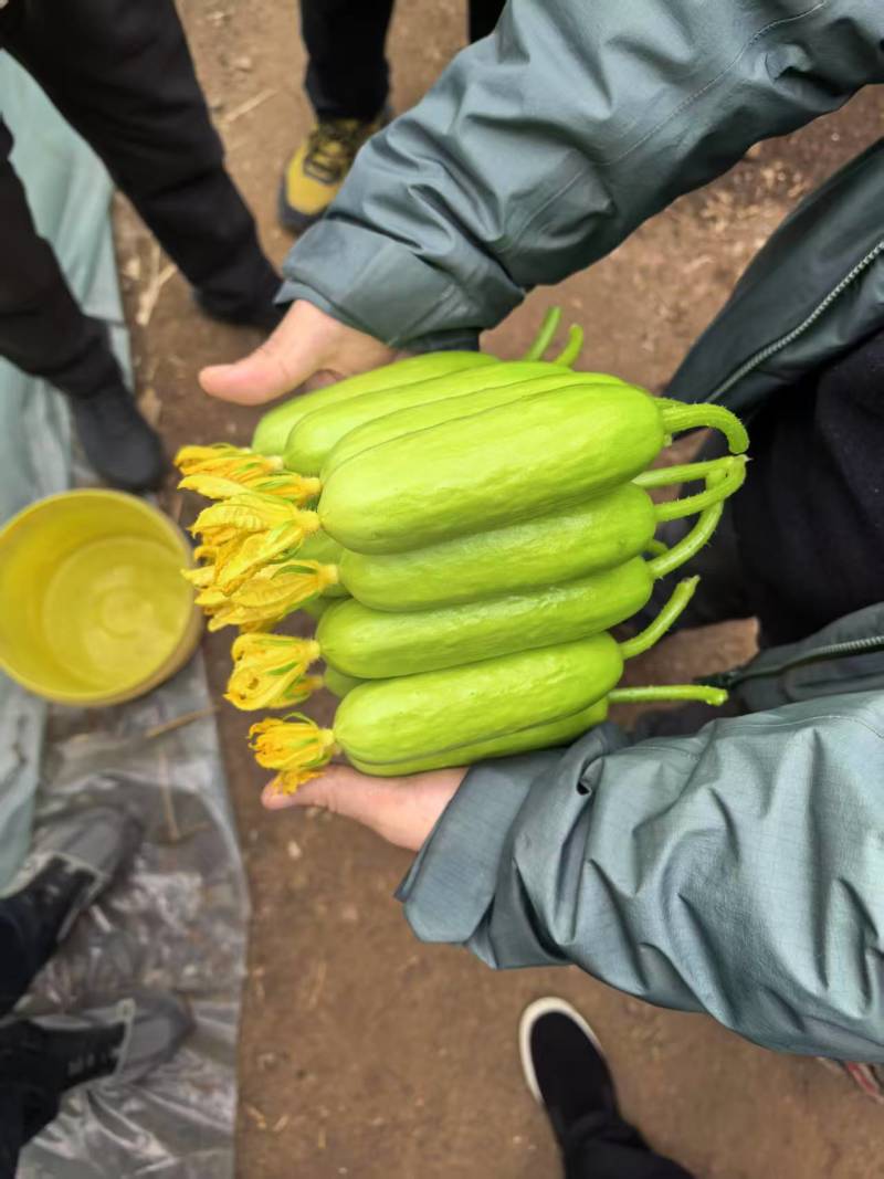 香小白水果黄瓜奶油黄瓜大量上市对接大行商超