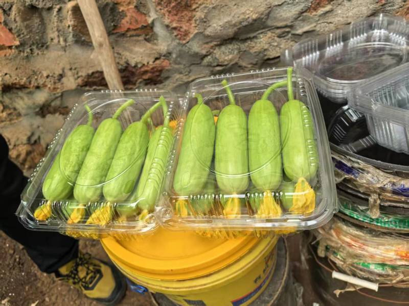 香小白水果黄瓜奶油黄瓜大量上市对接大行商超