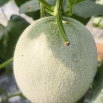 网纹瓜鲁厚甜，马上熟了大量有货