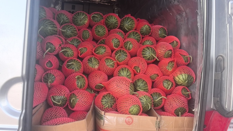 小糖丸精品手撕瓜。产地直供，支持田园看货，地头装车。