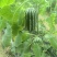 博洋九甜瓜