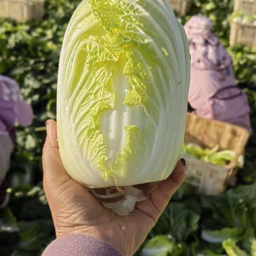 黄心大娃娃菜