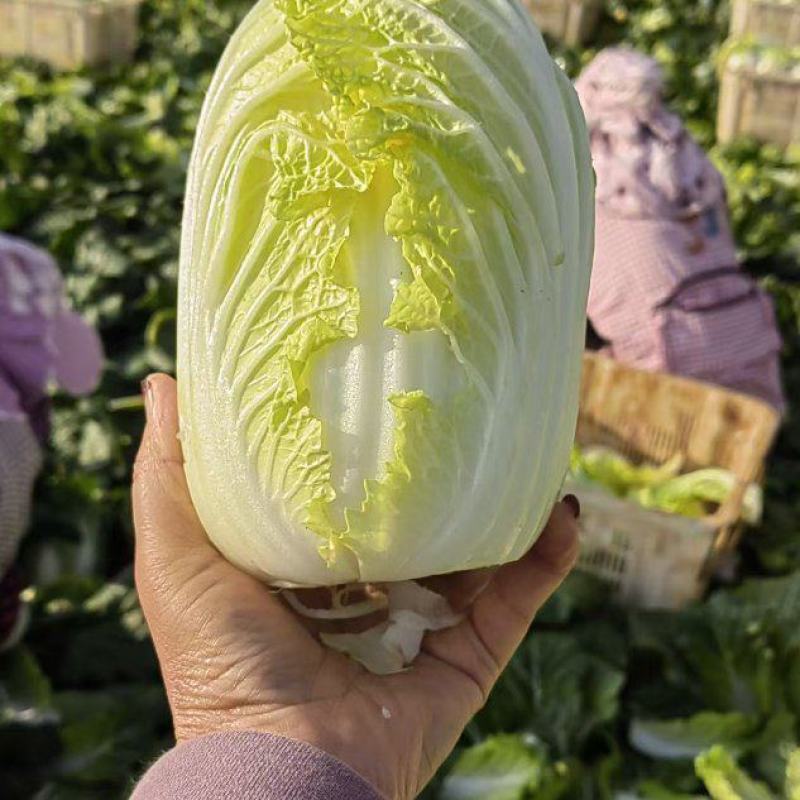 黄心大娃娃菜