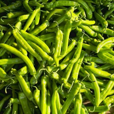 山东莘县蔬菜辣椒大量上市，可对接各地蔬菜批发市场商超