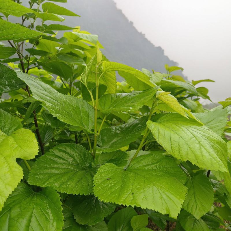 新鲜桑叶现摘现发可食用可喂蚕绿色
