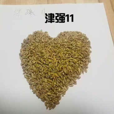 春小麦，种植正当时