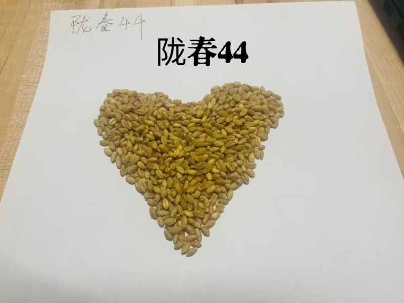 春小麦，种植正当时