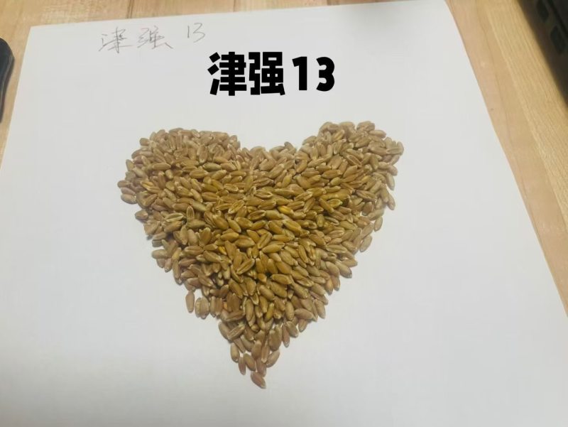 春小麦，种植正当时