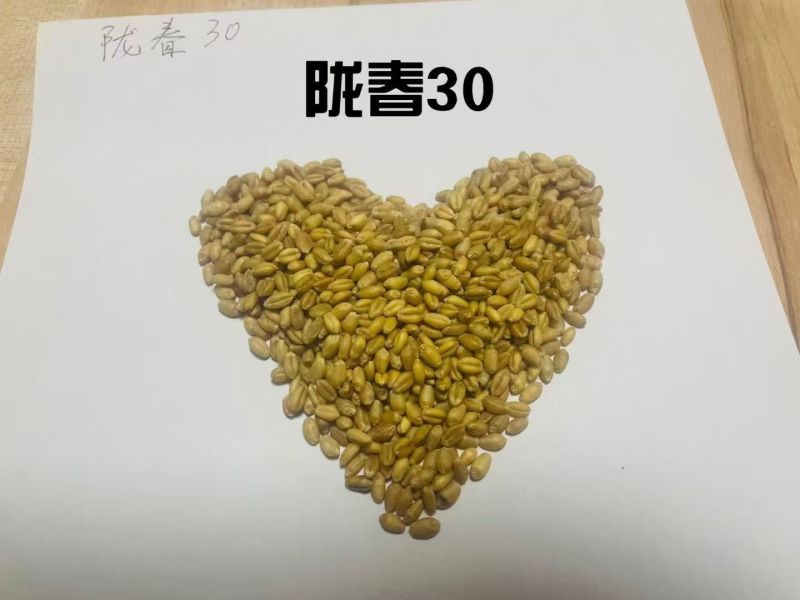 春小麦，种植正当时