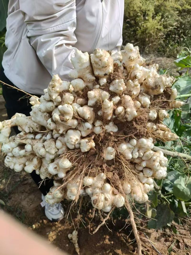 白洋姜，菊芋头，鬼子姜，洋山药！河北基地直通车！