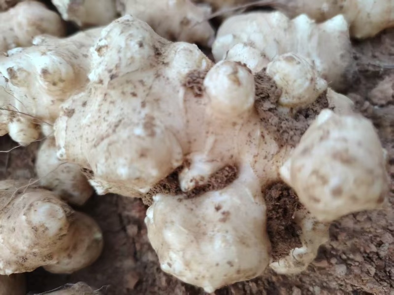 洋姜，白洋姜，菊芋头/河北基地直发/量大从优/一手货源