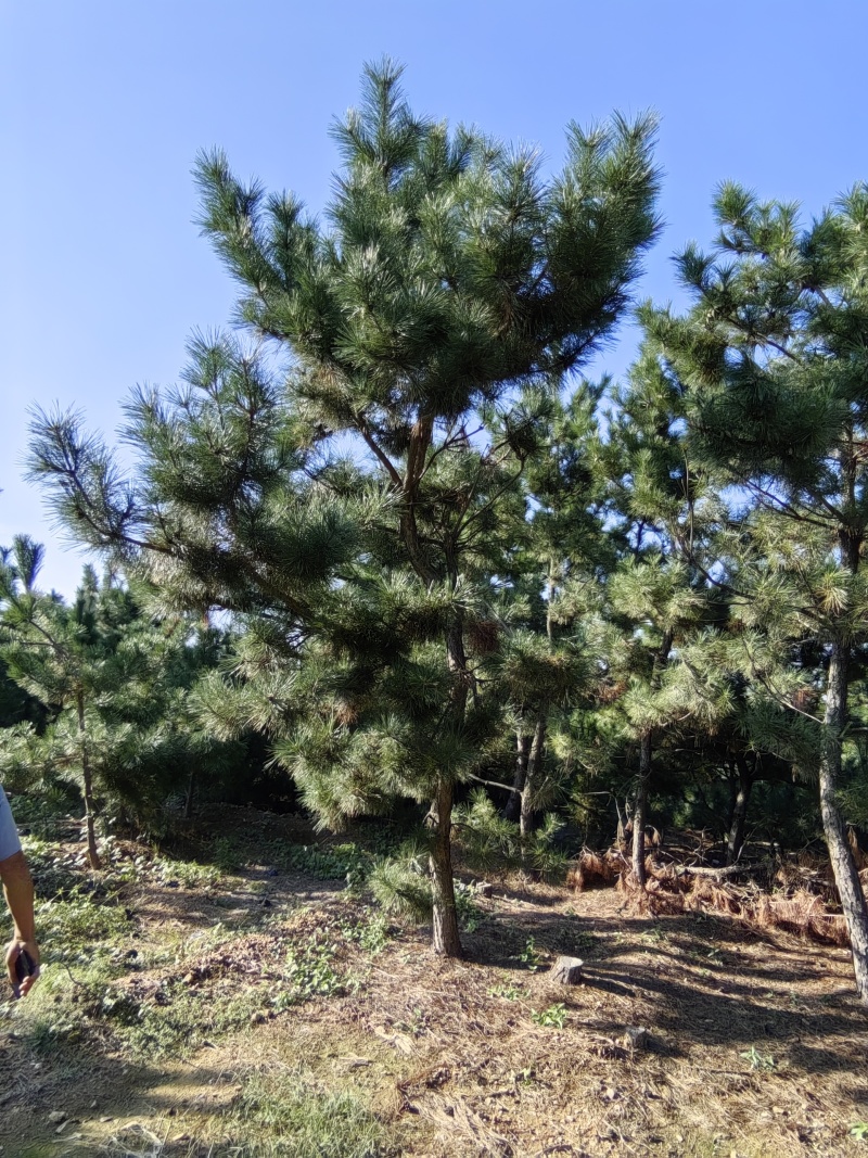 12公分黑松树苗，15公分黑松土球苗，18公分黑松毛坯苗