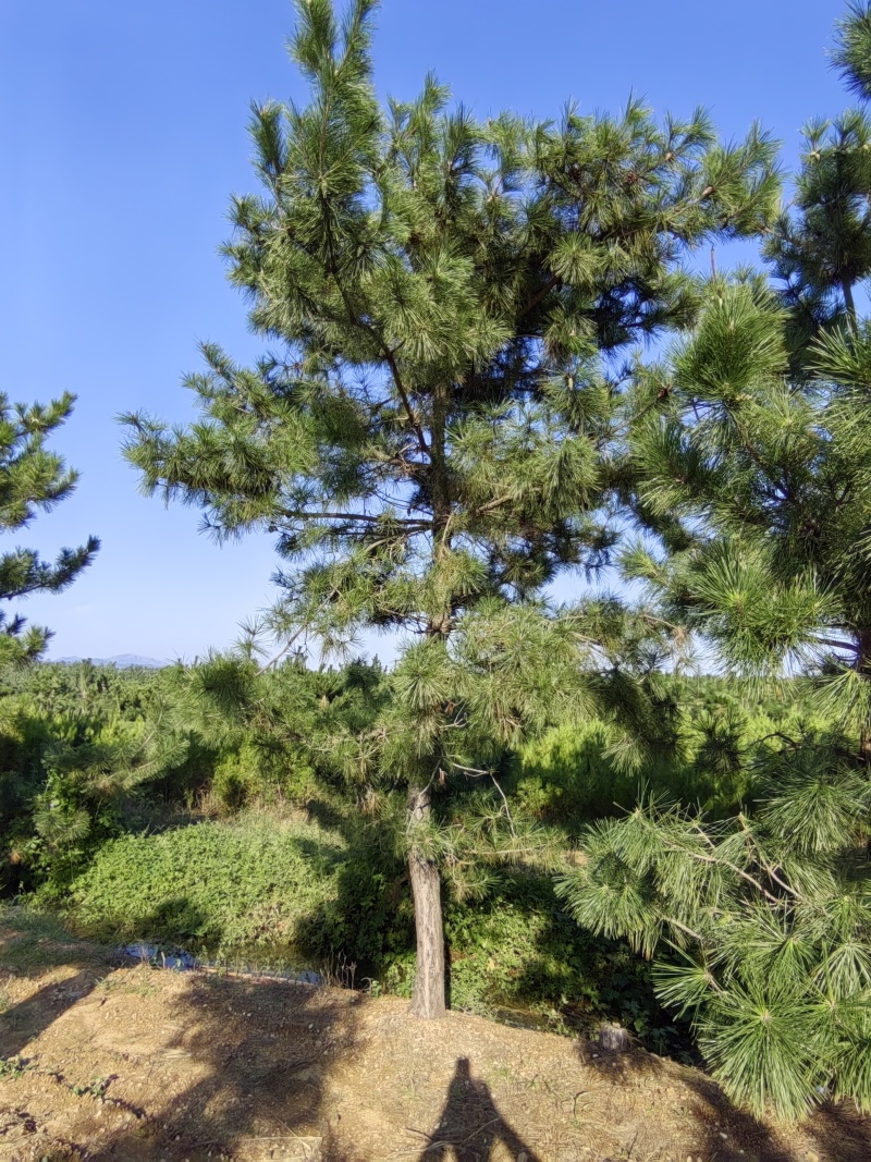 12公分黑松树苗，15公分黑松土球苗，18公分黑松毛坯苗