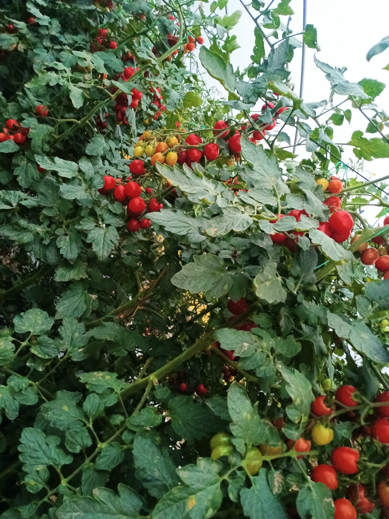 千喜小番茄大量供应产地直发价格优惠欢迎来电洽谈