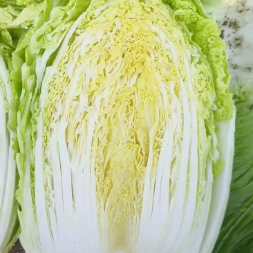 黄心白菜大量上市欢迎新老客户前来