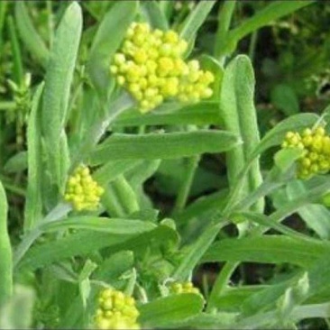 鼠曲草，香草，水蚁花