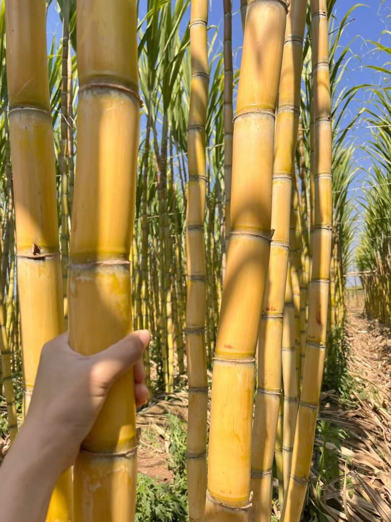 （热卖）云南黄皮甘蔗新鲜上市价格美丽对接全国清甜可口热卖
