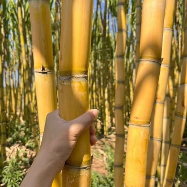 (热卖)云南黄皮甘蔗新鲜上市价格美丽清甜可口欢迎询价