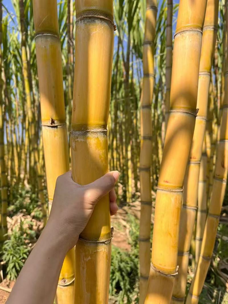 （热卖）云南黄皮甘蔗新鲜上市价格美丽清甜可口欢迎询价