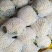 代收松花【松花菜】诚信经营，客户至上！共同发展。