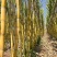 （热卖）云南黄皮甘蔗新鲜上市价格美丽清甜多汁欢迎询价