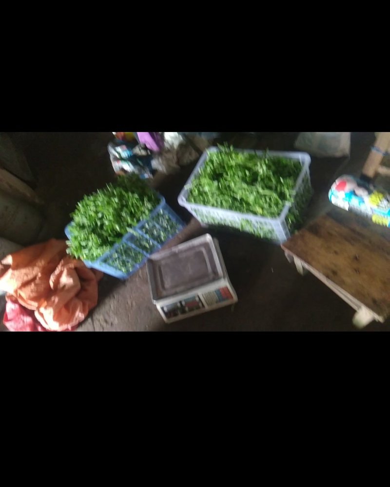 鼠曲草，香草，水蚁花