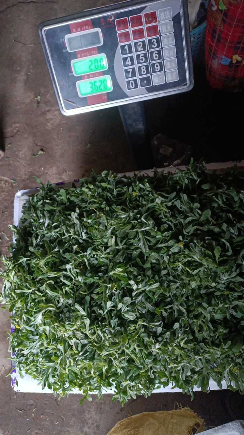 鼠曲草，香草，水蚁花