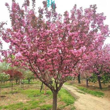 精品樱花树乔灌木樱花基地，转业基地合作社对接工程绿化