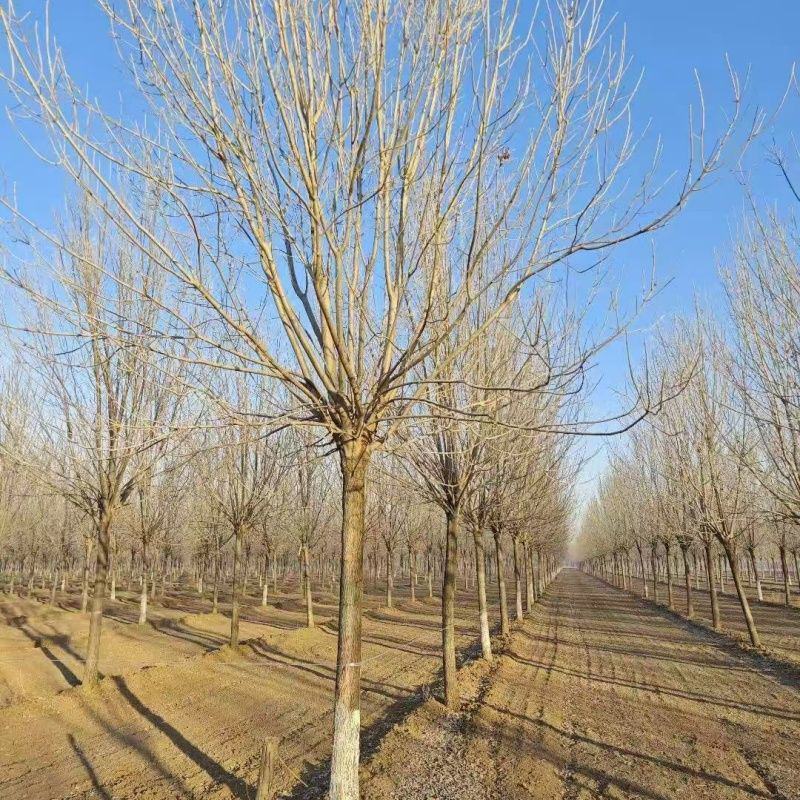 【推荐】精品白蜡树3公分-40公分都有树形好看规格齐全
