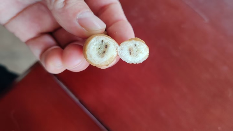 冻竹虫