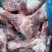 龙大前腿骨全国发货
