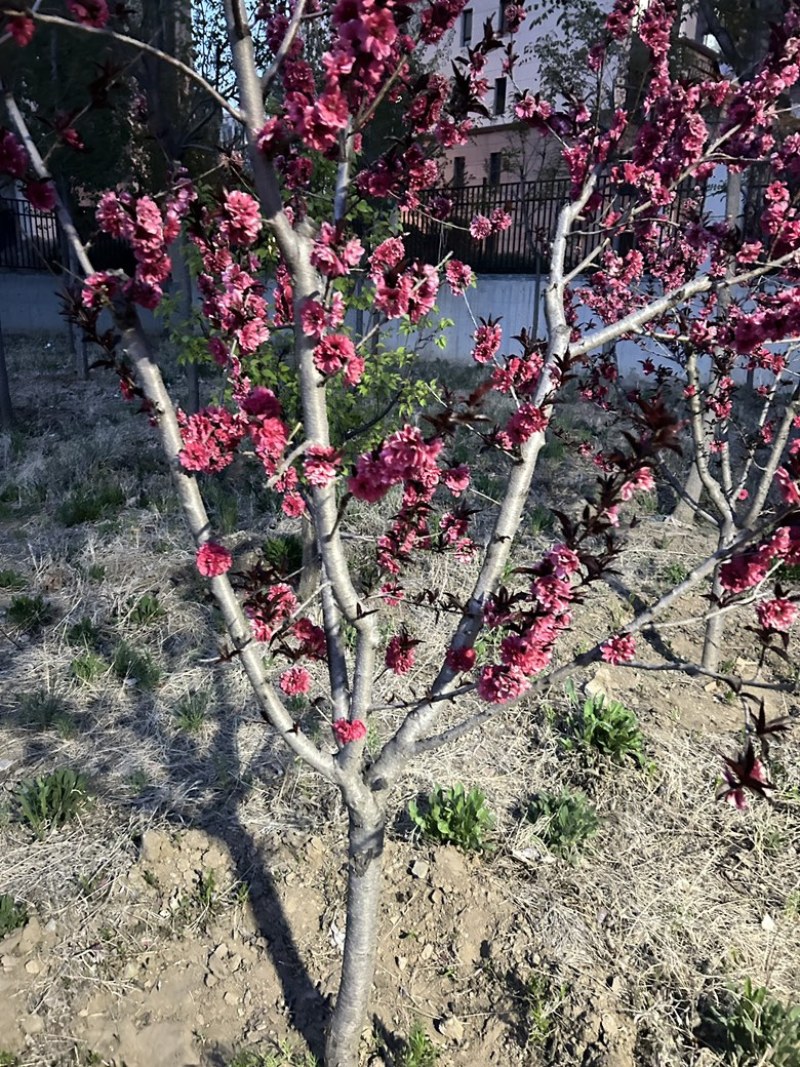 榆叶梅