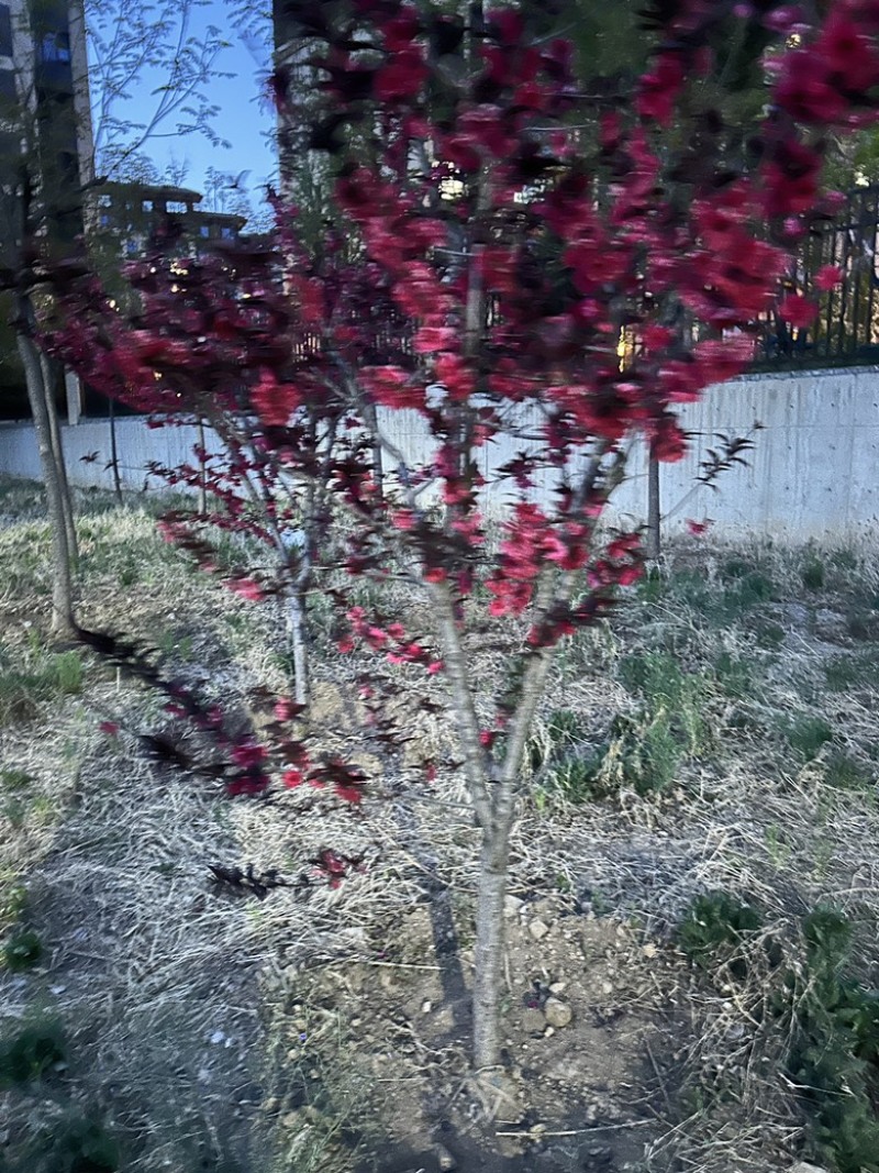 榆叶梅