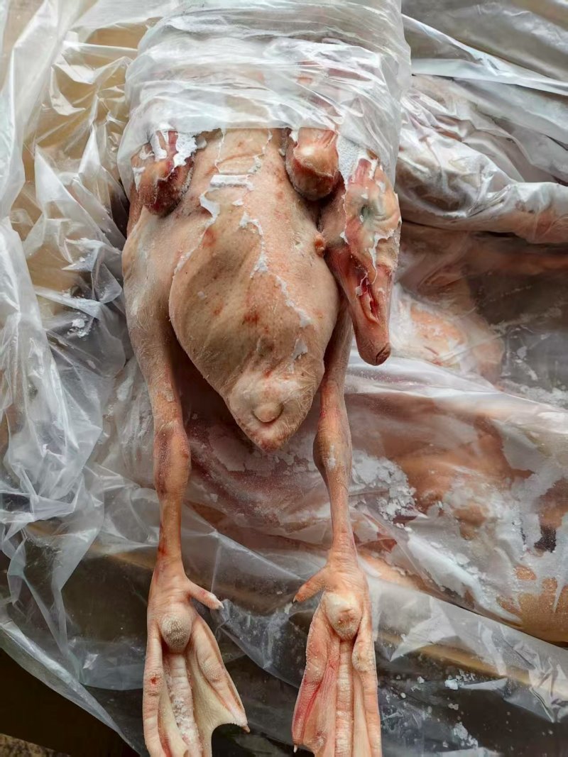 仔鹅肉现杀出售