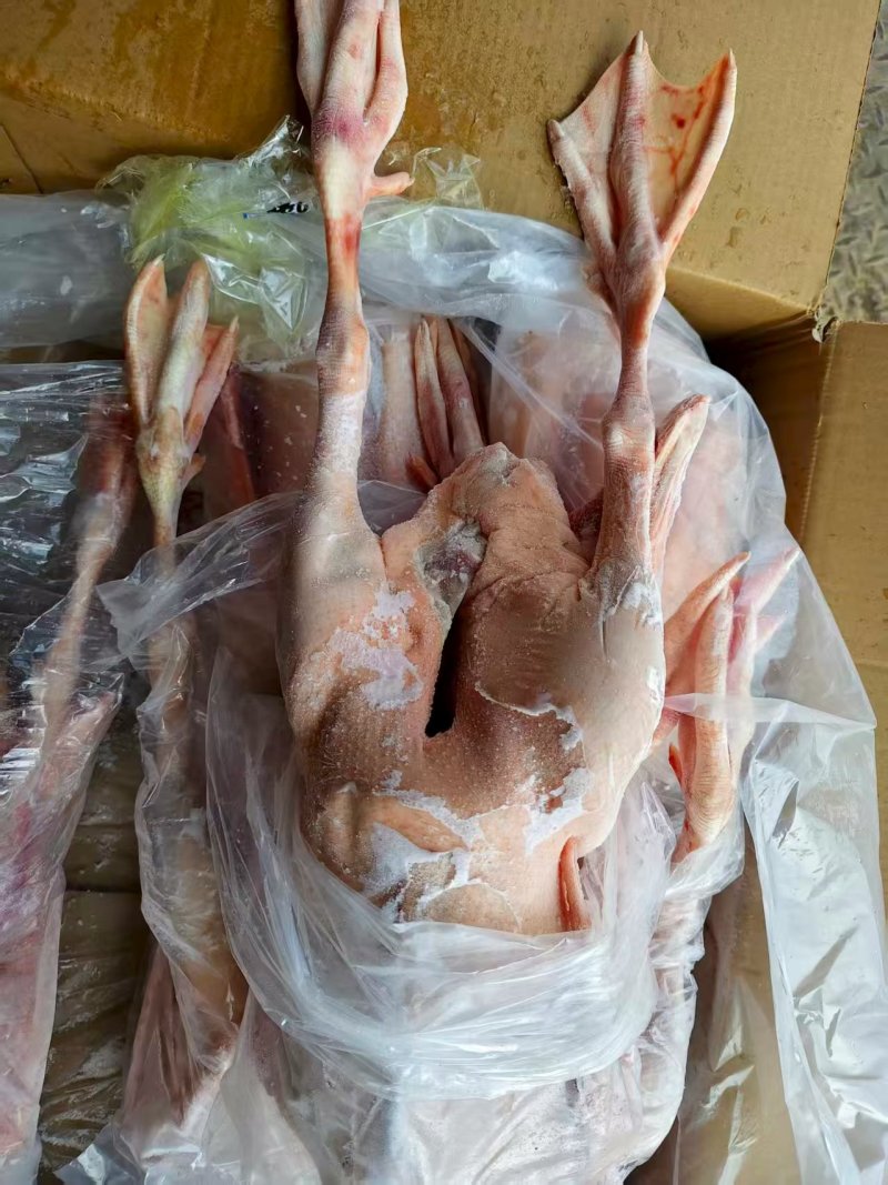 仔鹅肉现杀出售