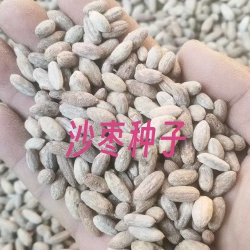 沙漠守护者沙枣种子