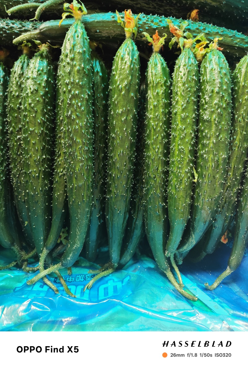 刺黄瓜