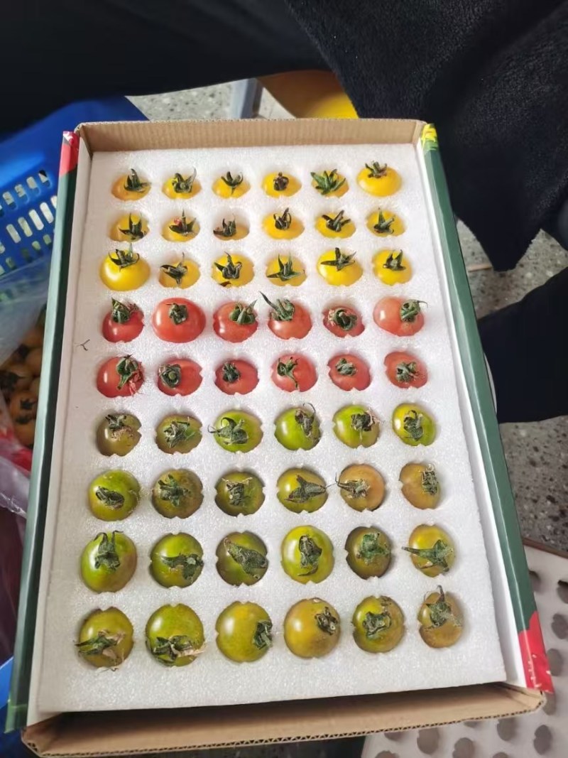 自贡市彩虹番茄自家种植价格优惠大量供货批发零售