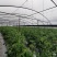 自贡市彩虹番茄自家种植价格优惠大量供货批发零售