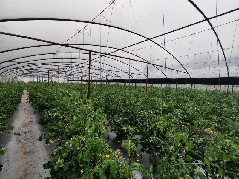 自贡市彩虹番茄自家种植价格优惠大量供货批发零售