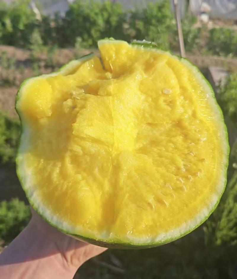 精品特小凤西瓜产地直发货源充足量大从优质量保证欢迎咨询