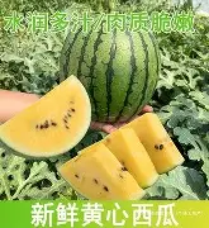 【热卖】精品特小凤西瓜货源充足产地直发质量保证欢迎咨询