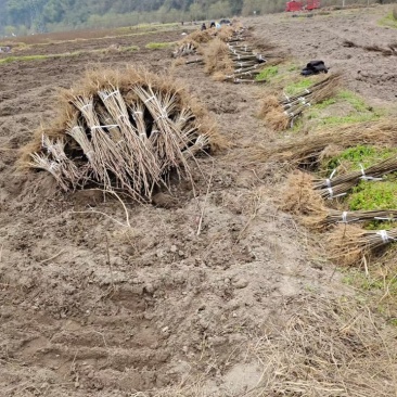正宗厚皮川黄柏苗，基地直发，量大从优，欢迎各地老板考察参观