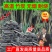 高温烧烤纯竹碳